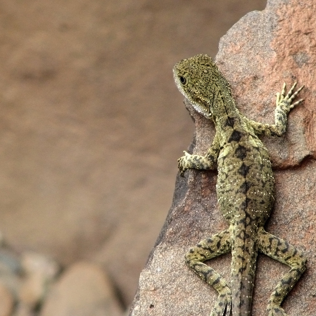 Ящерица на камне