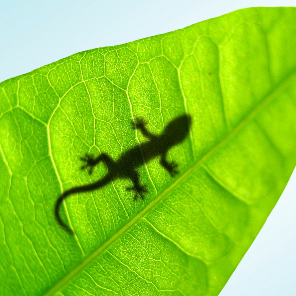 Маленькая ящерица на листке