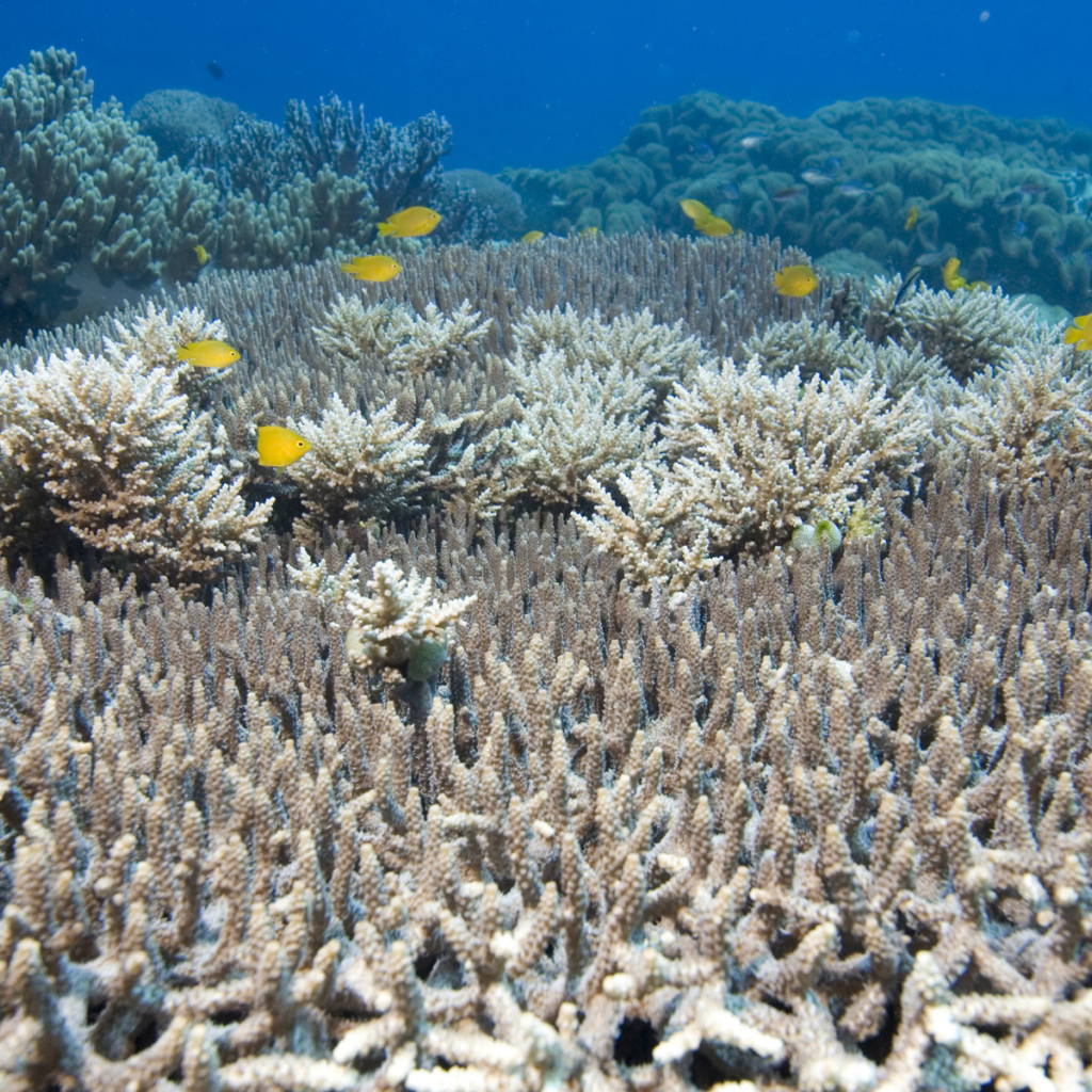 На дне Красного моря