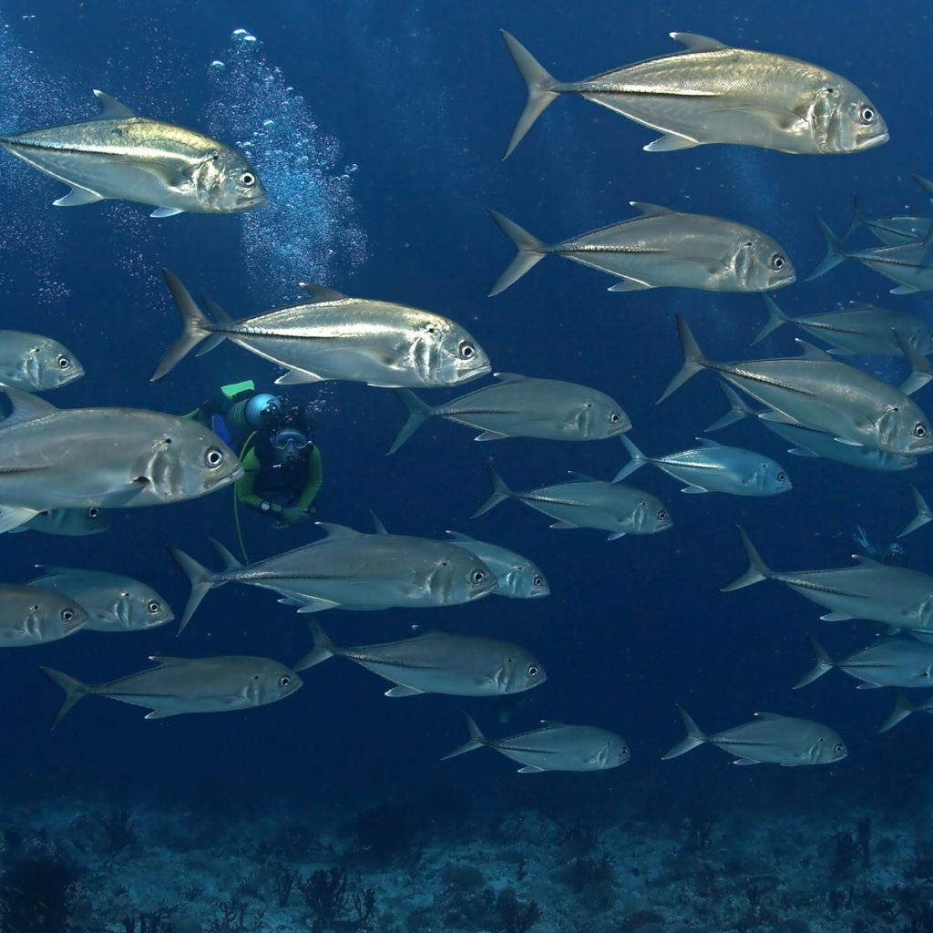 На дне моря