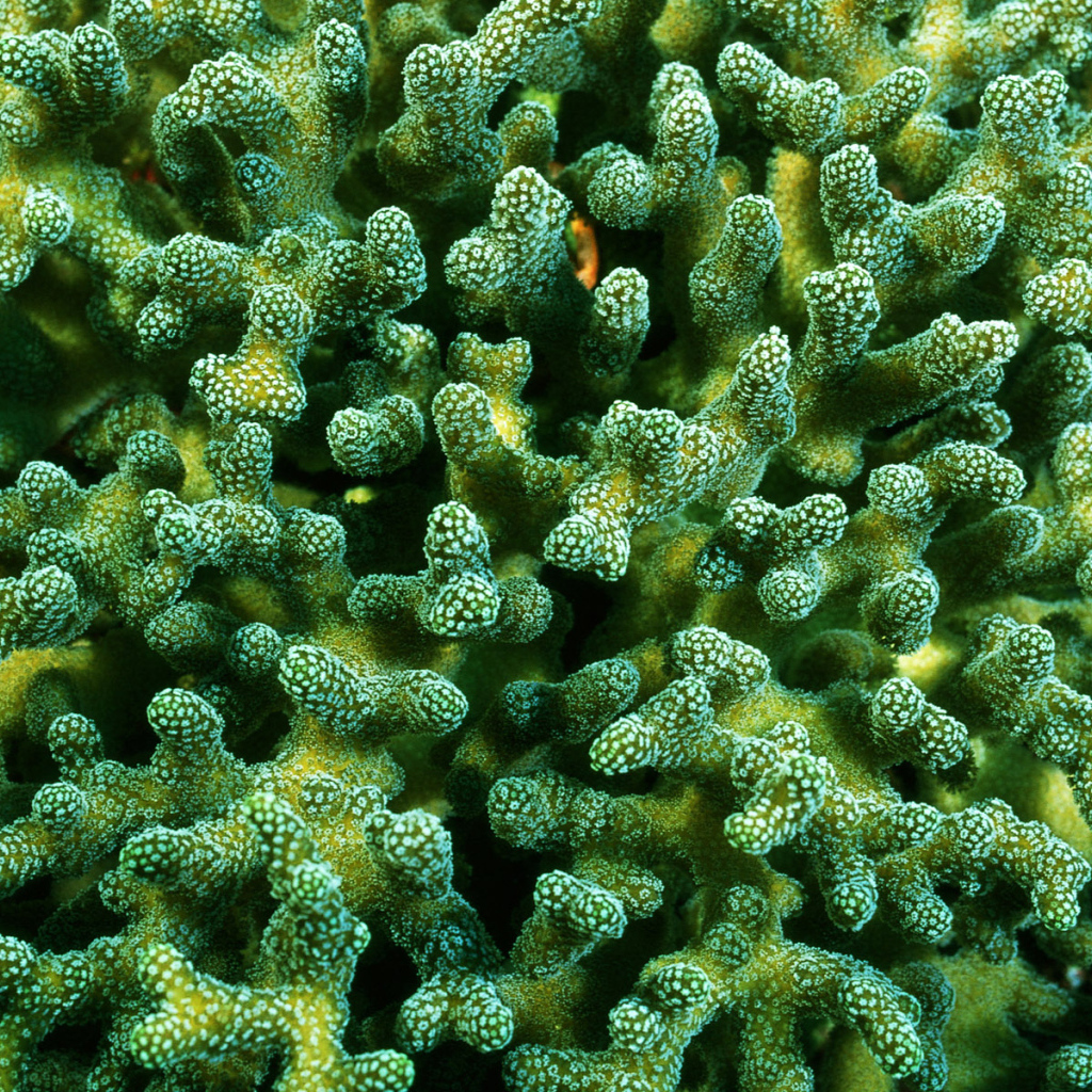 Красивые кораллы