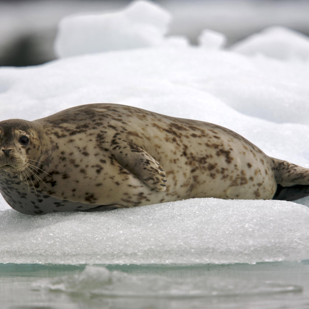 Обыкновенный тюлень