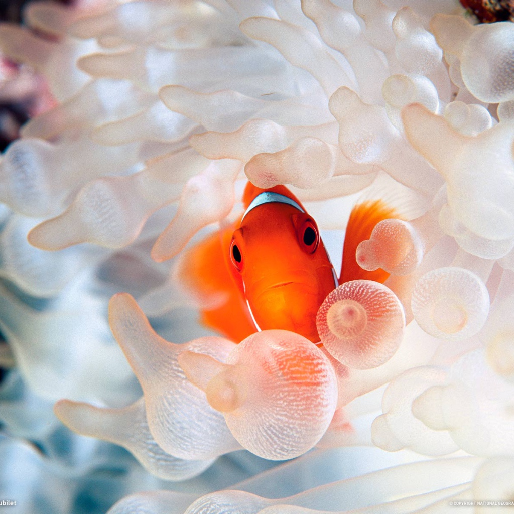 Коралловая рыбка