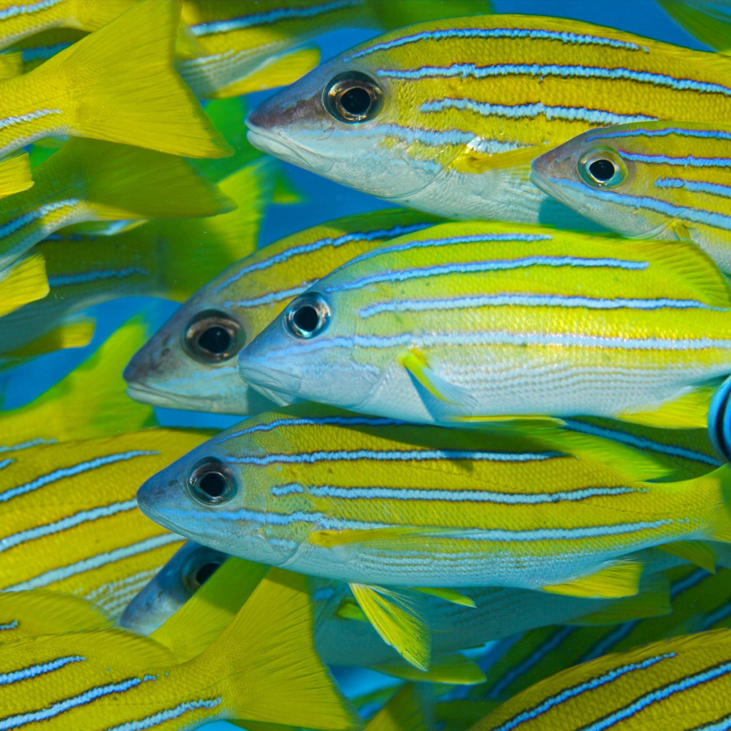 Коралловые рыбки