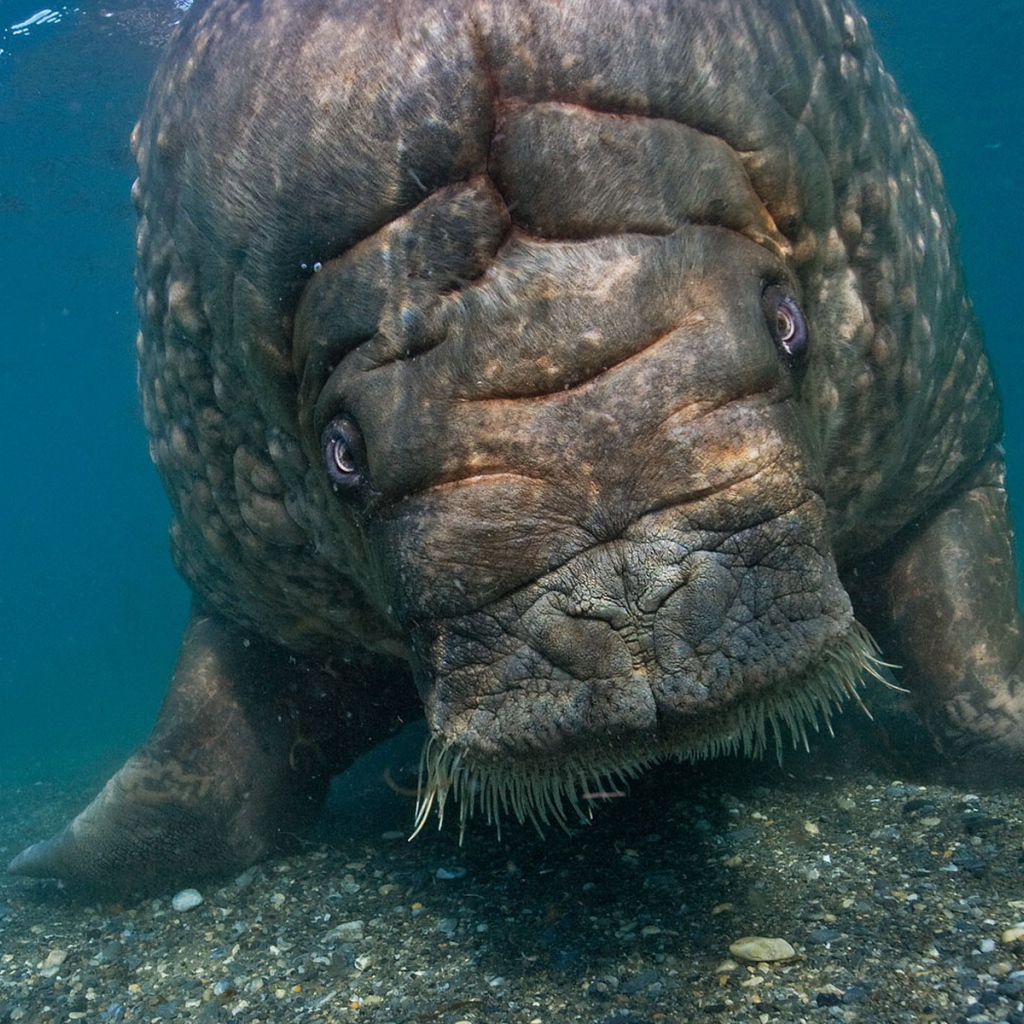 Морская корова