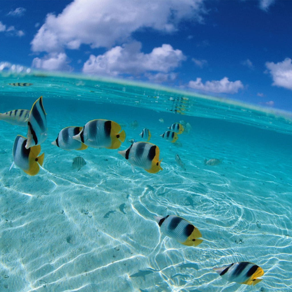 Рыбки у берега