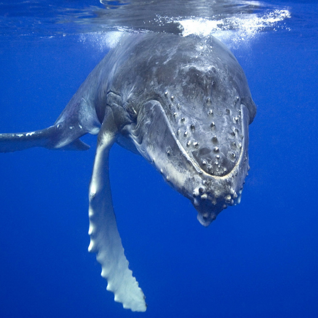 Плывущий кит