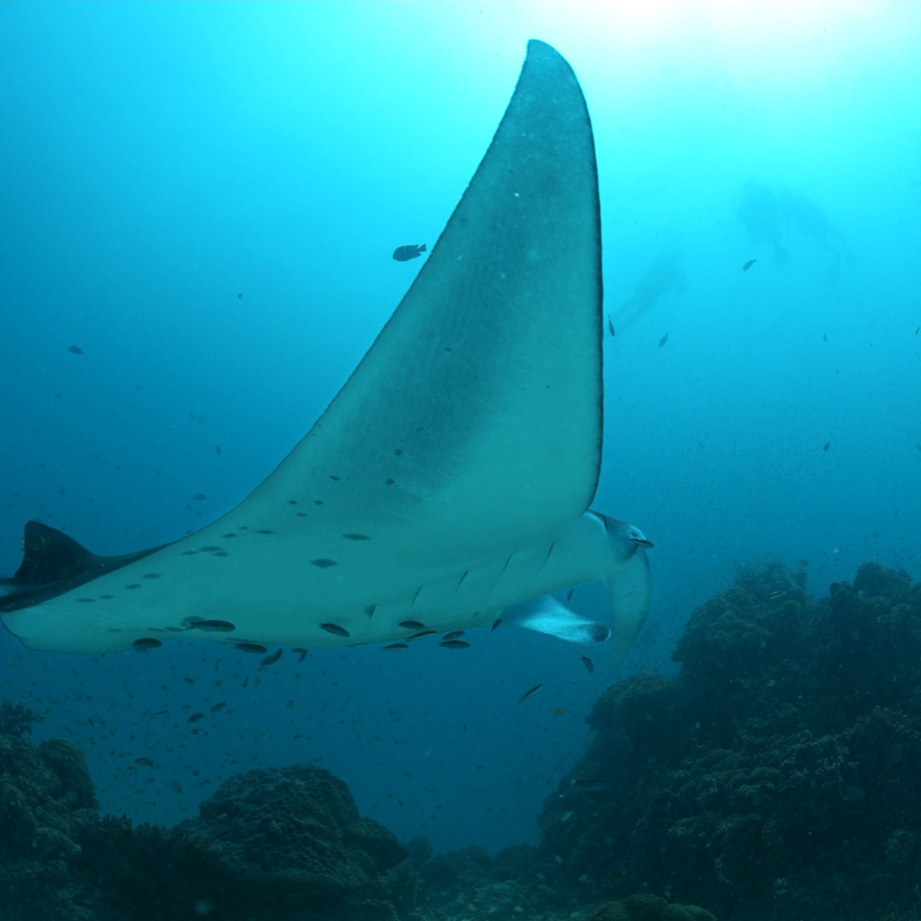 Огромный скат