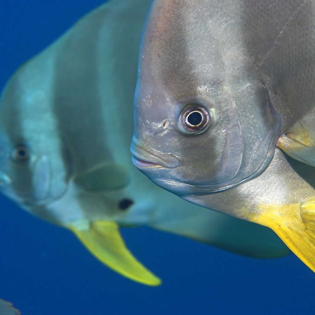 Обитатели Красного моря