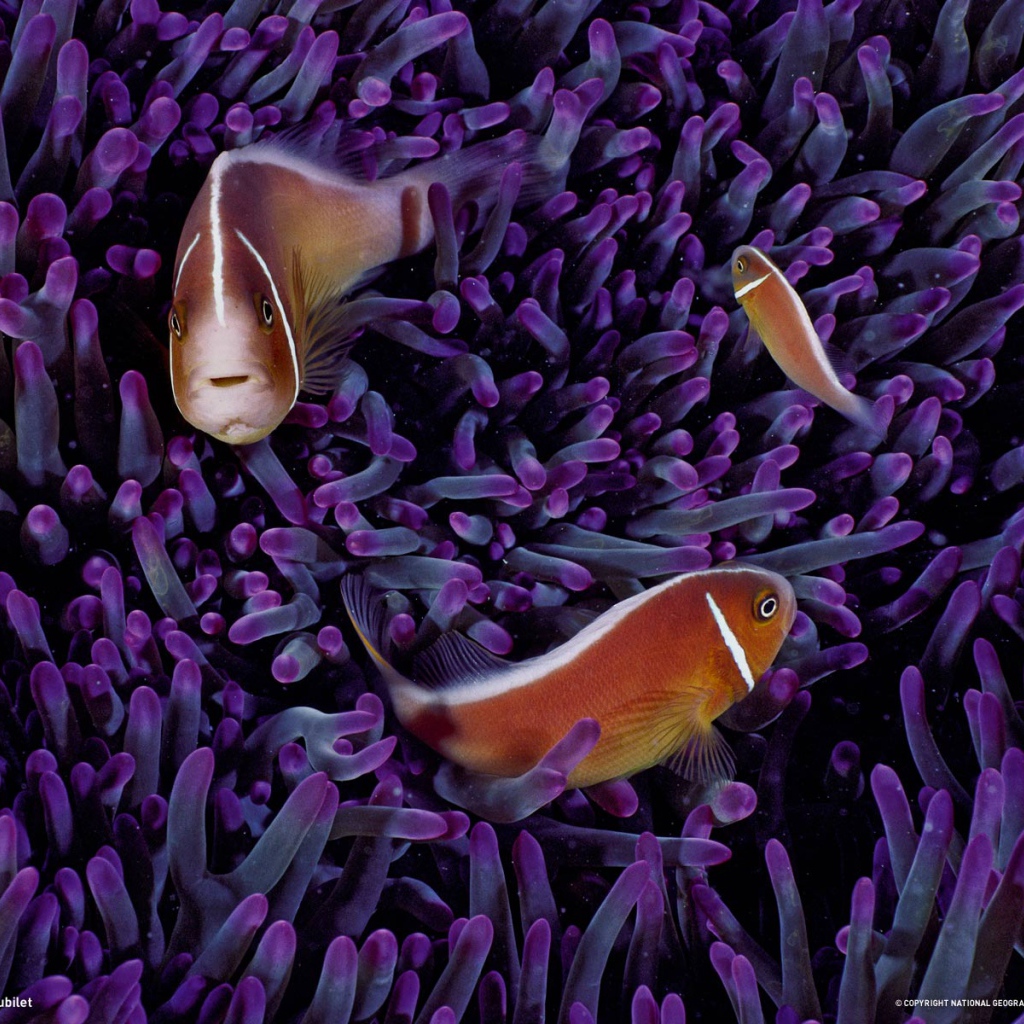 Морские рыбки