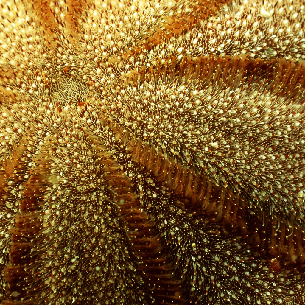 Морская живность