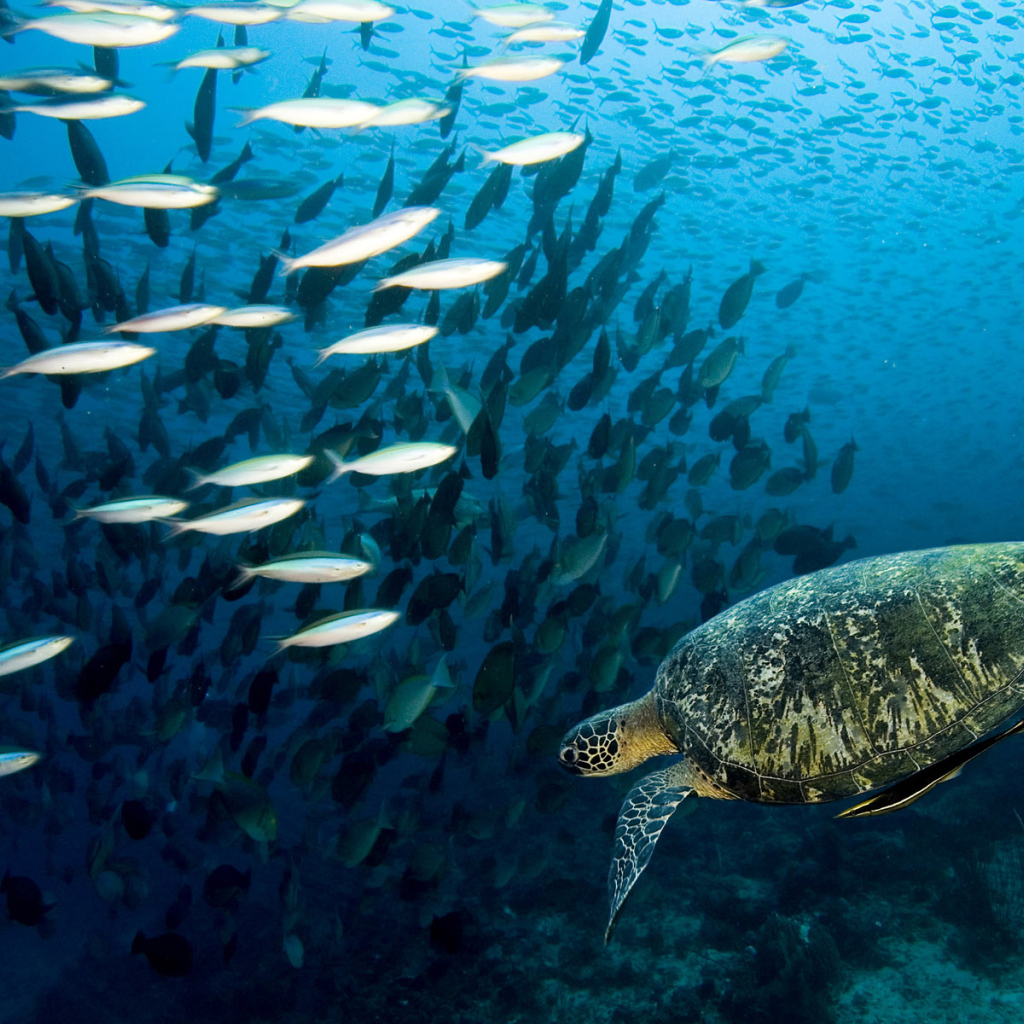 Морская черепаха