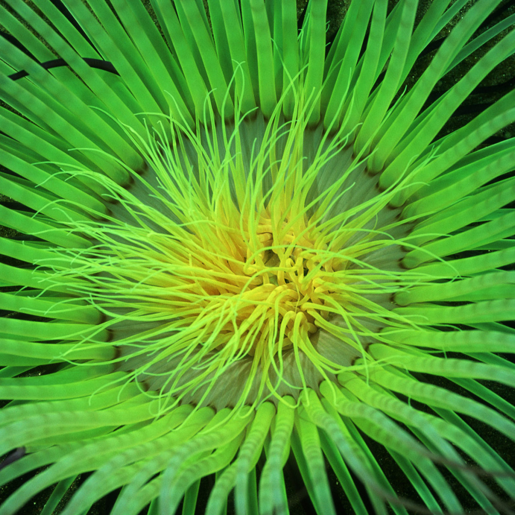 Морское растение