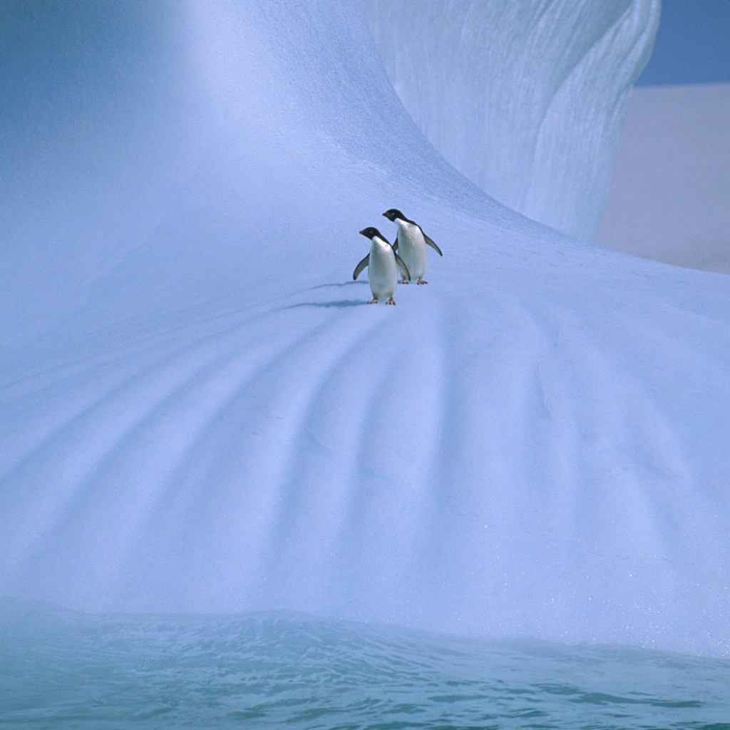Пингвины на льдине