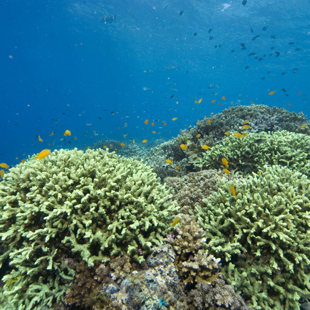 Кораллы Красное море