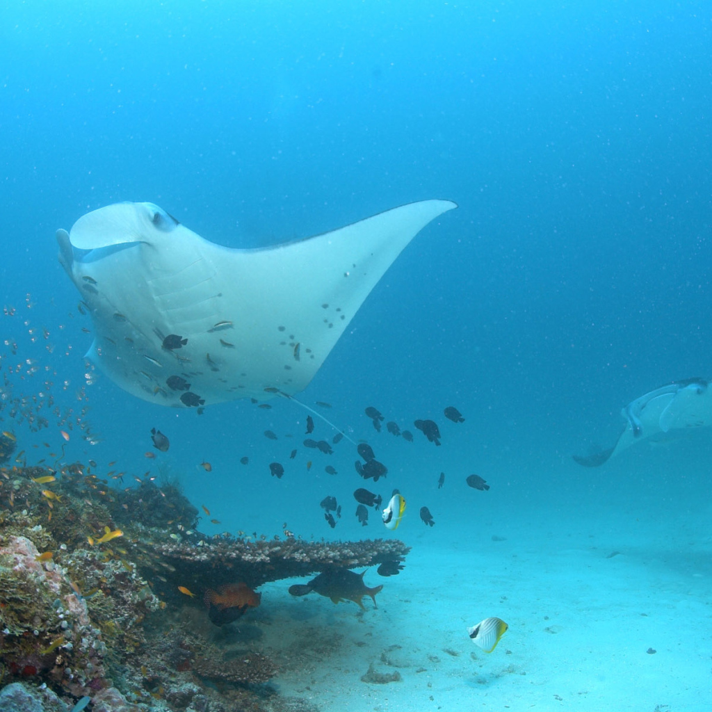 Красное море Скат