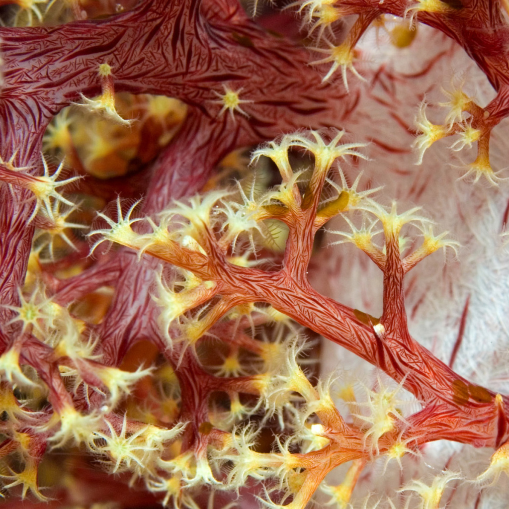 Красные кораллы