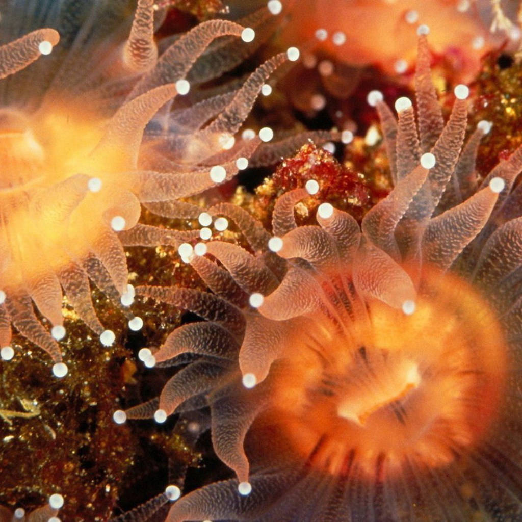 Морские анемоны