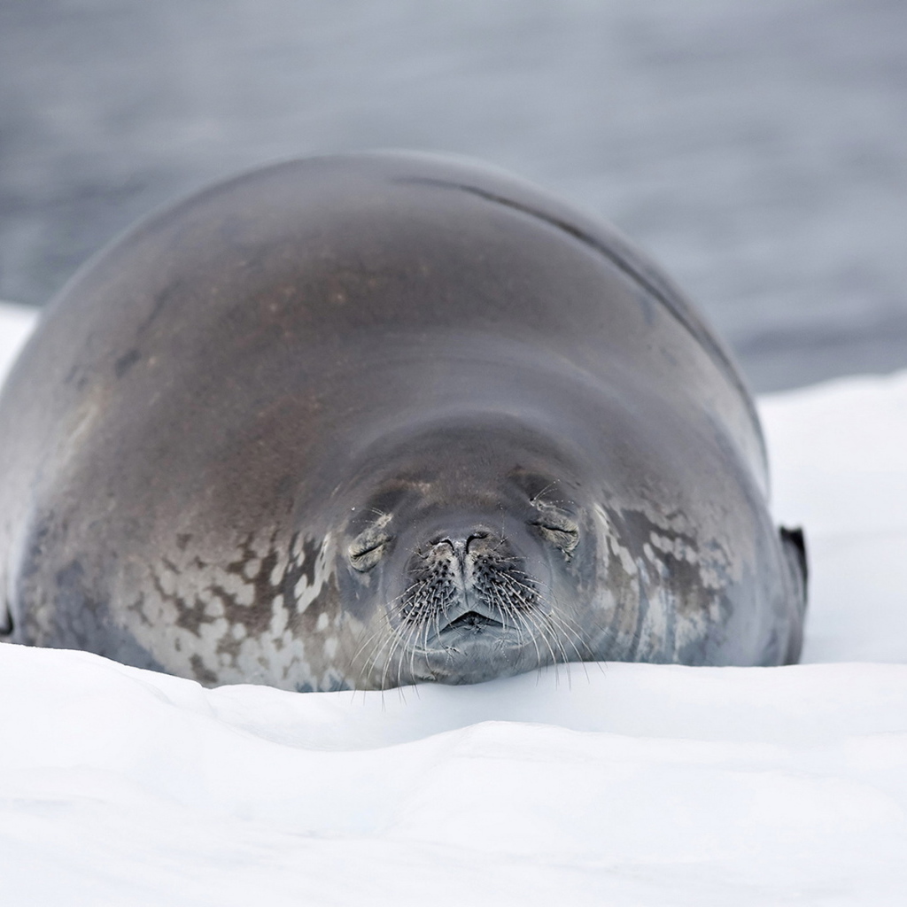 Морской лев