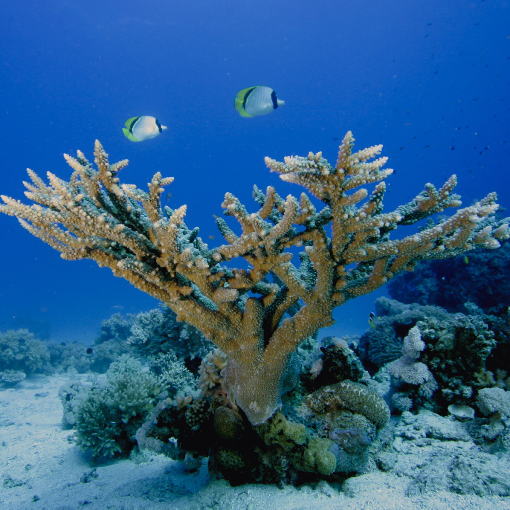 Морское дно Кораллы