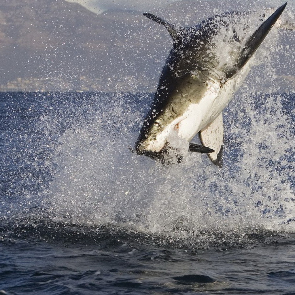 Акула в нападении
