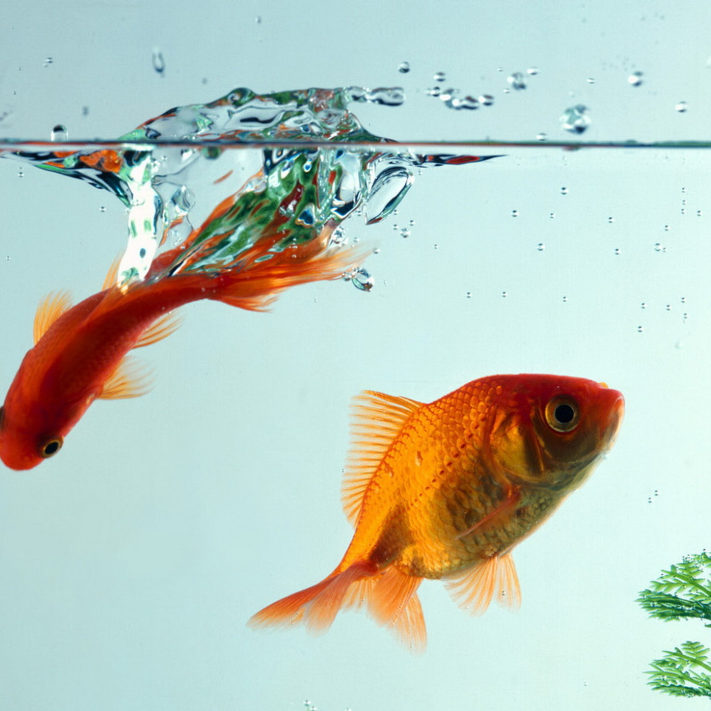 Рыбки золотые