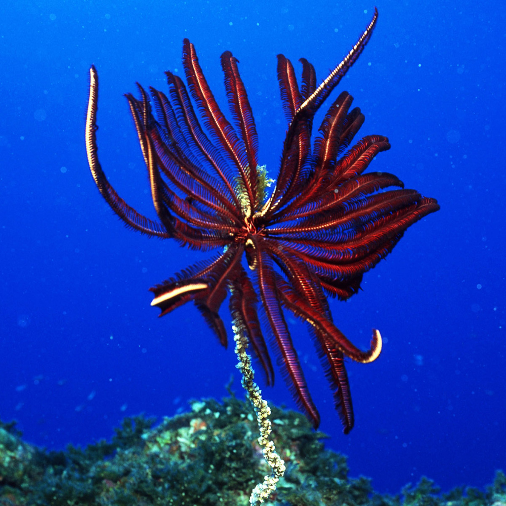 Подводный мир Красного моря