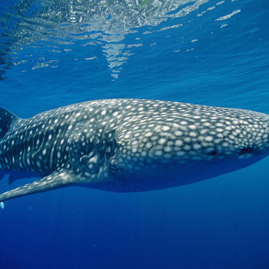 Тигровая акула