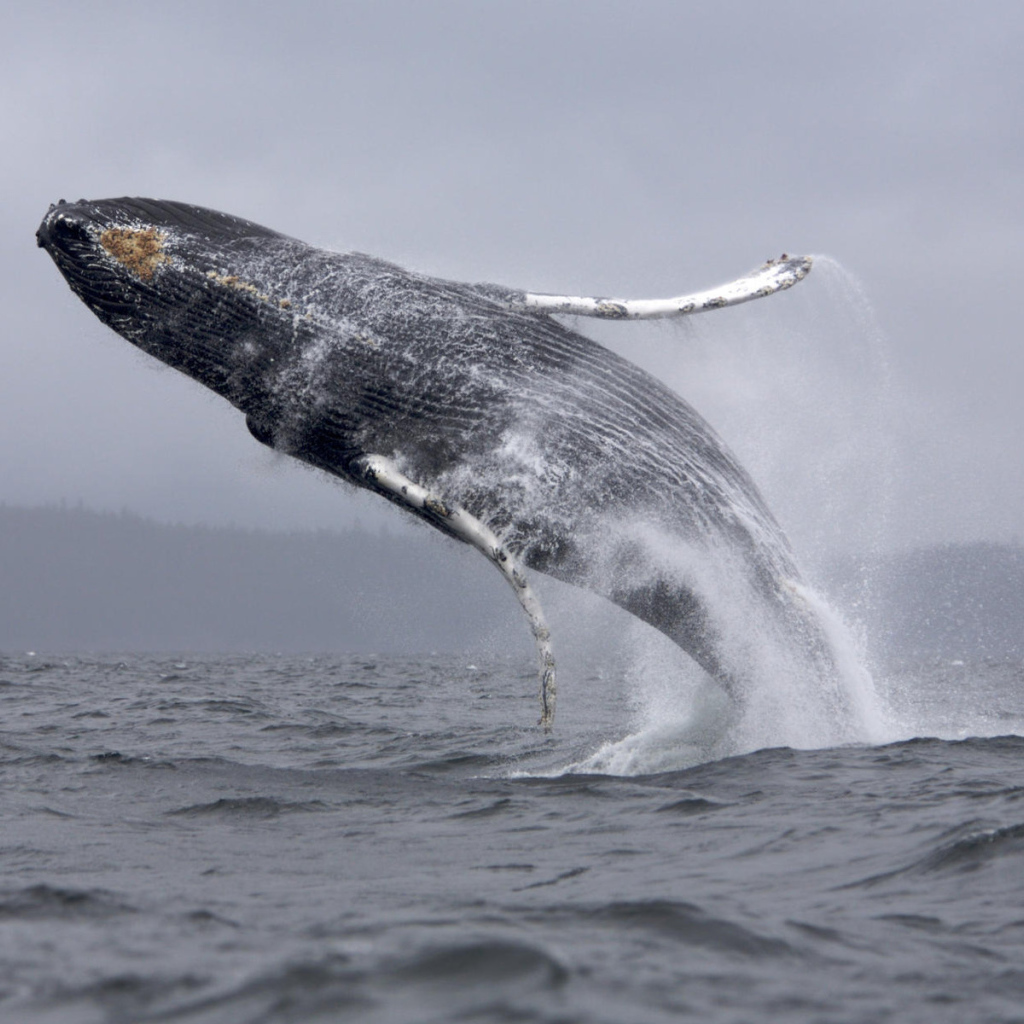 Кит в прыжке