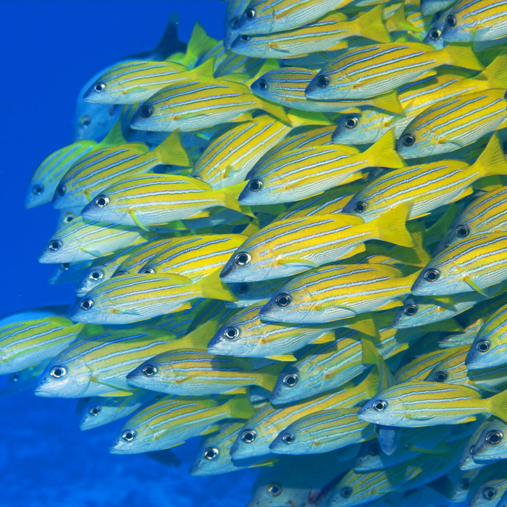 Желтые рыбки