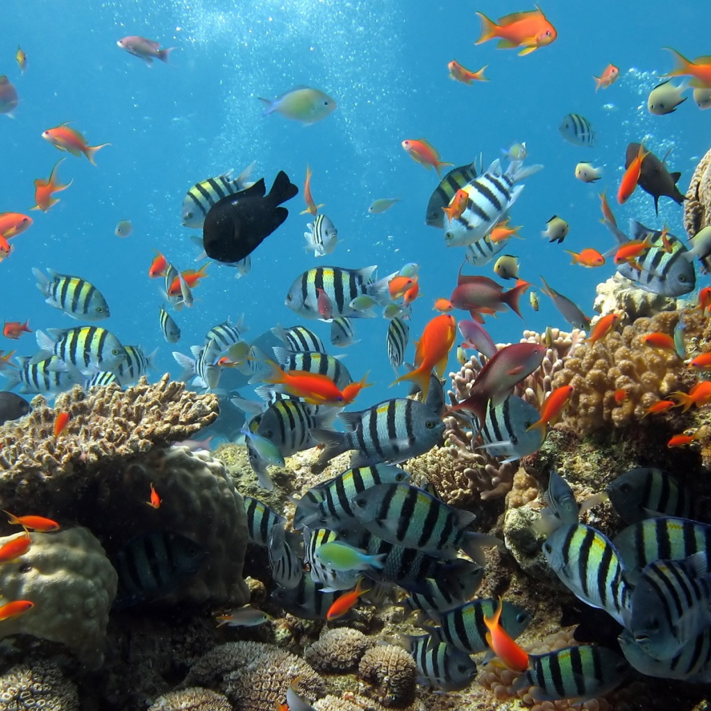 Аквариум рыбки на рабочем столе