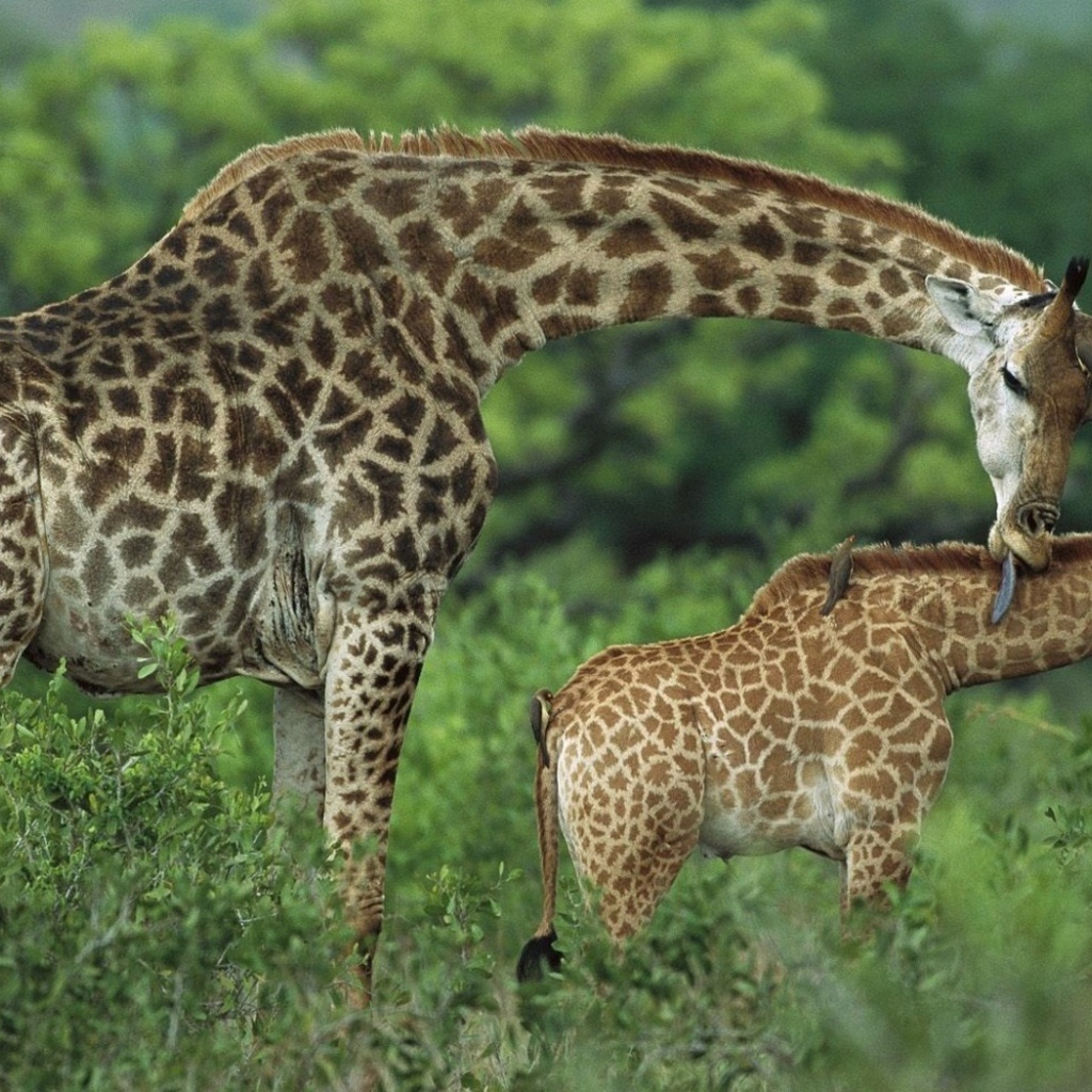 Семья жирафов