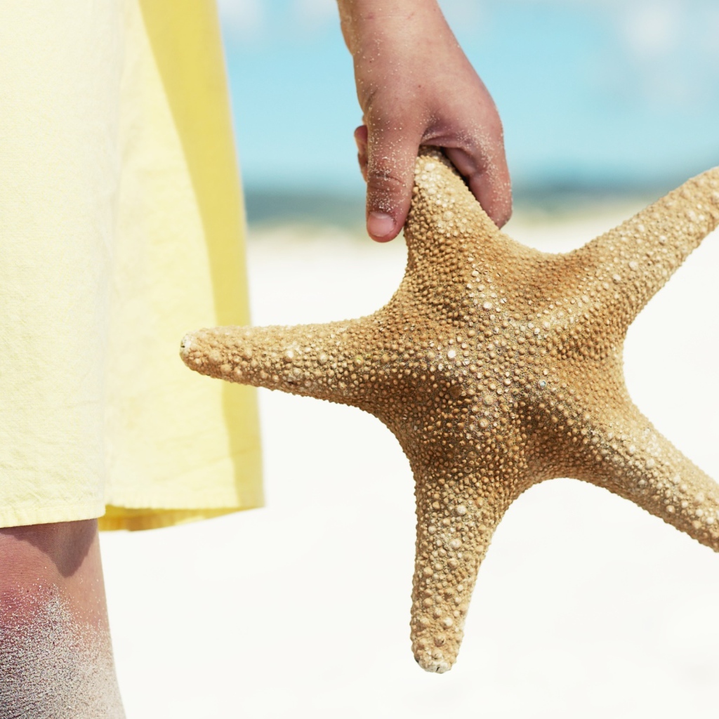 Морская звезда в руке