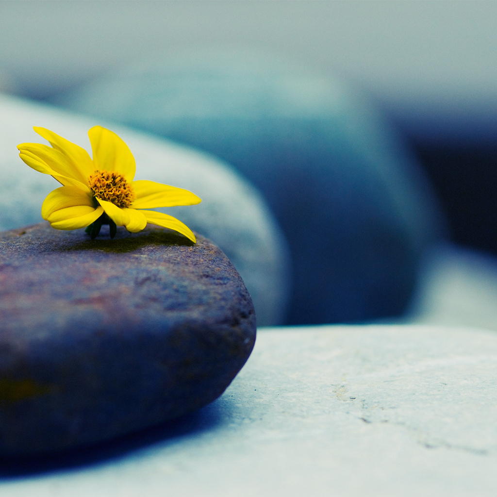 Камни и цветок