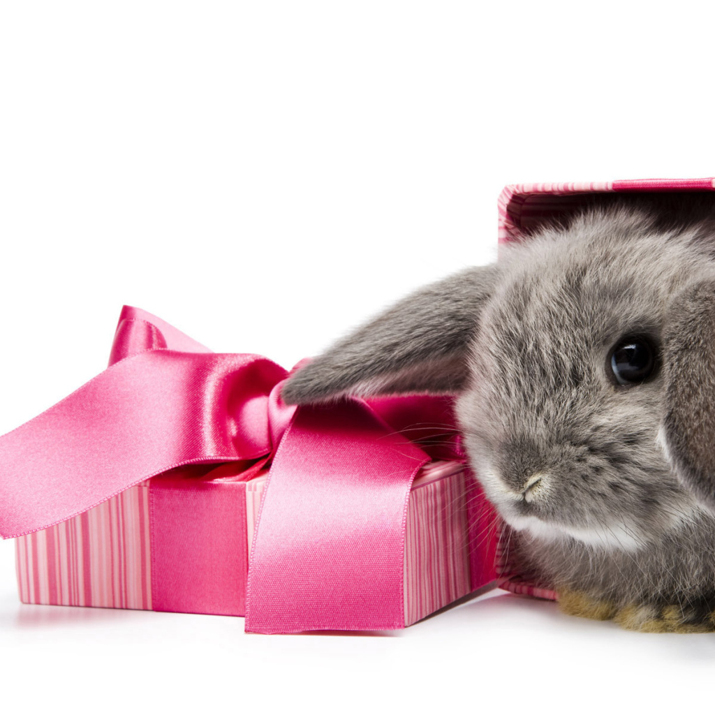 Ушастый подарок