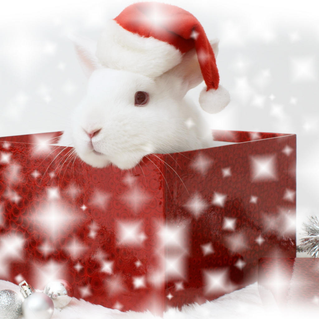 Ушастый сюрприз