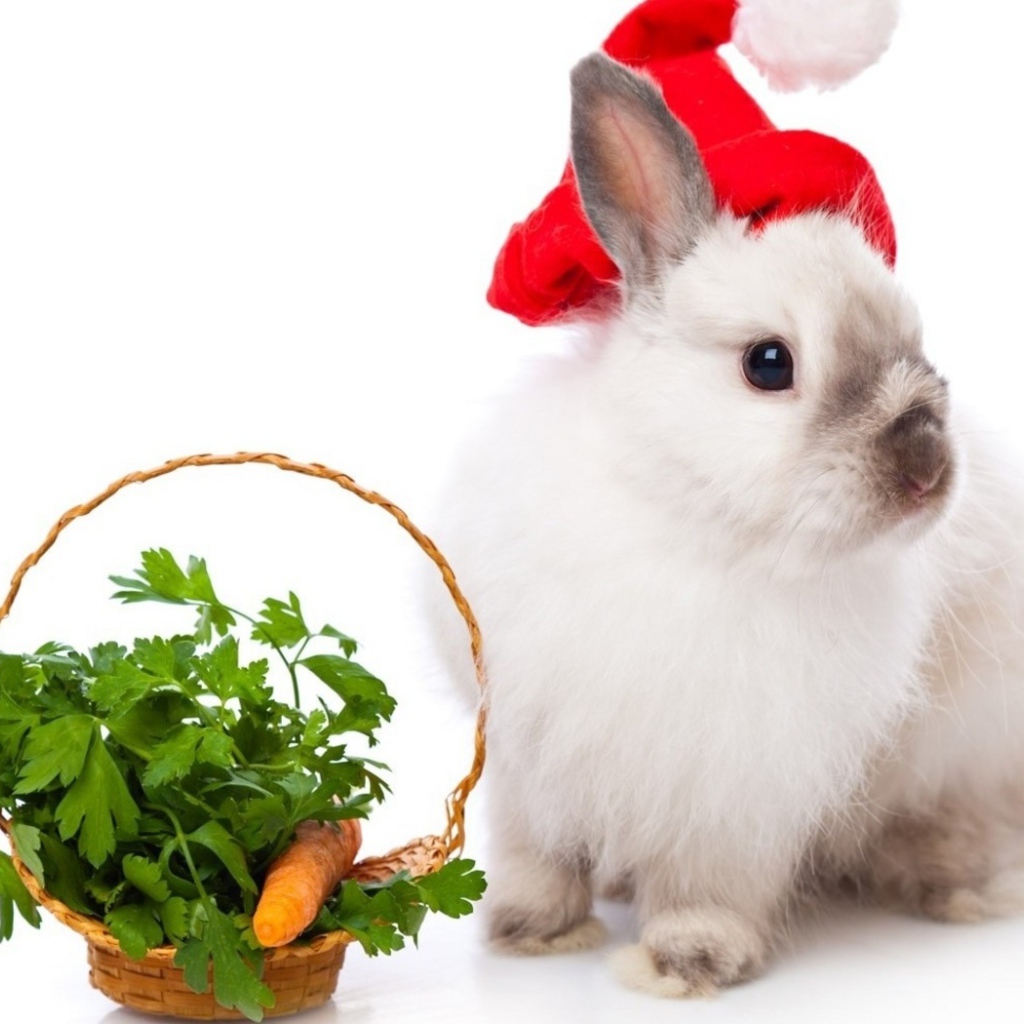 Кролик в колпаке