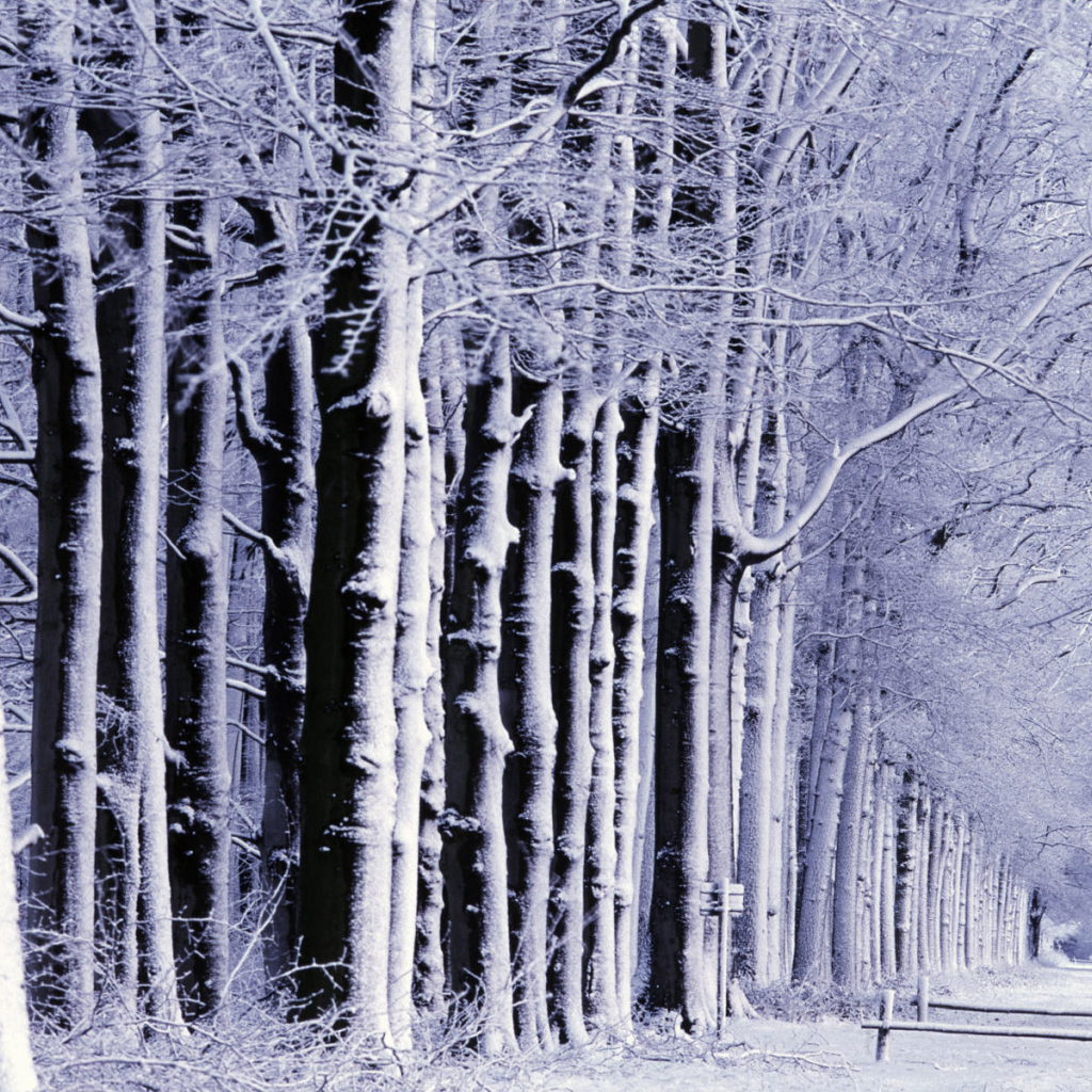 Снег в лесу