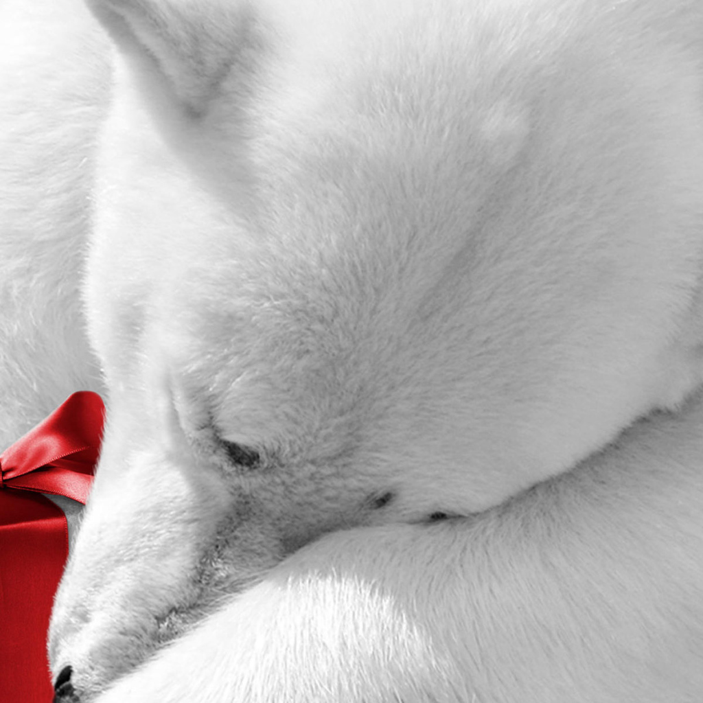 Белый медведь с подарком