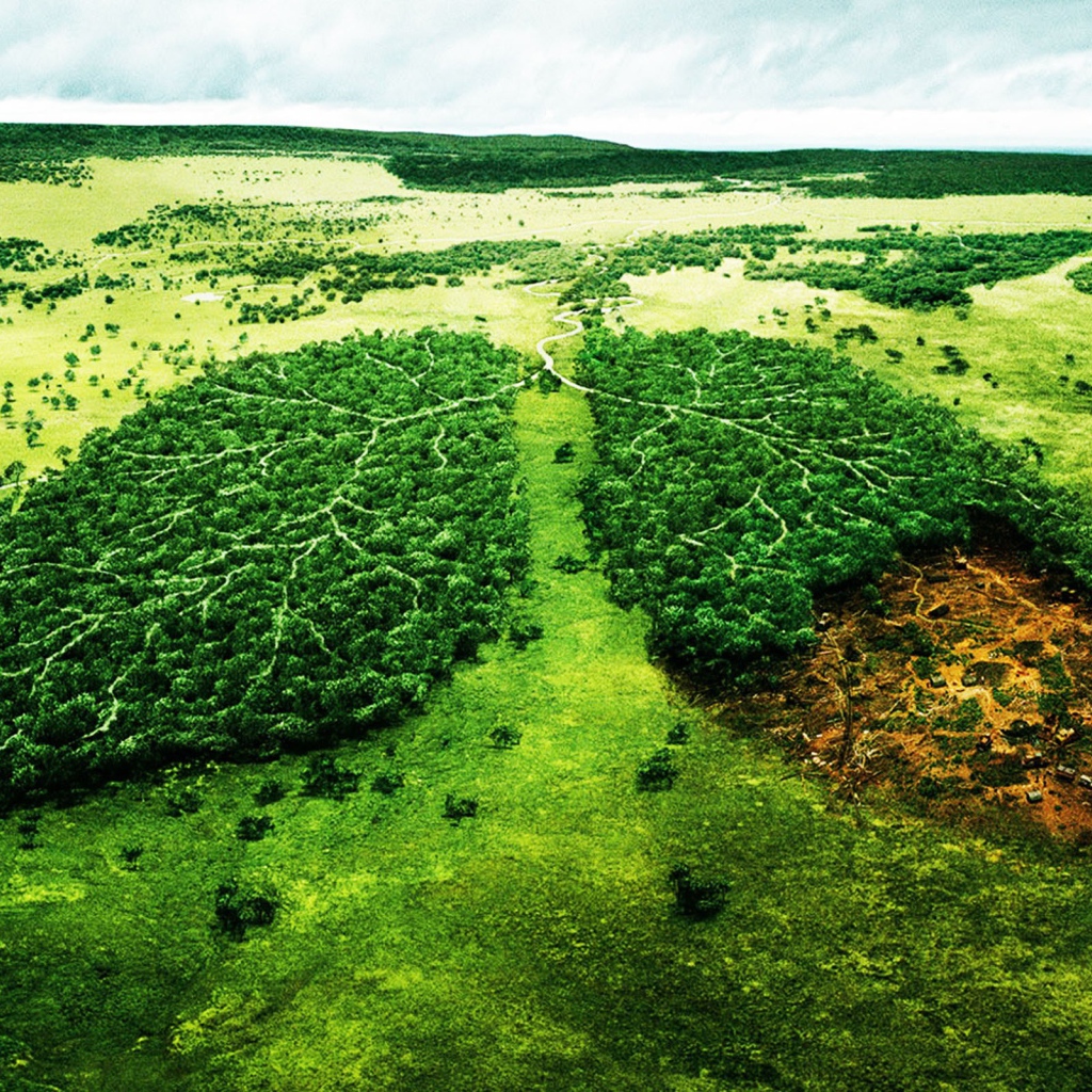 Вырубка леса Больные легкие