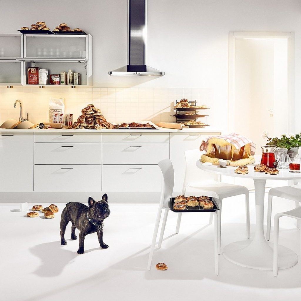 Собачье счастье