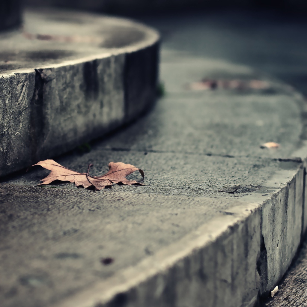Листья на ступеньках