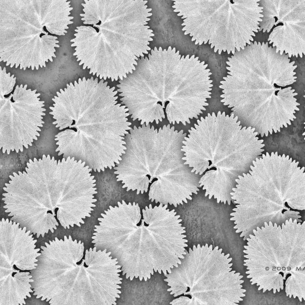 Белые листья