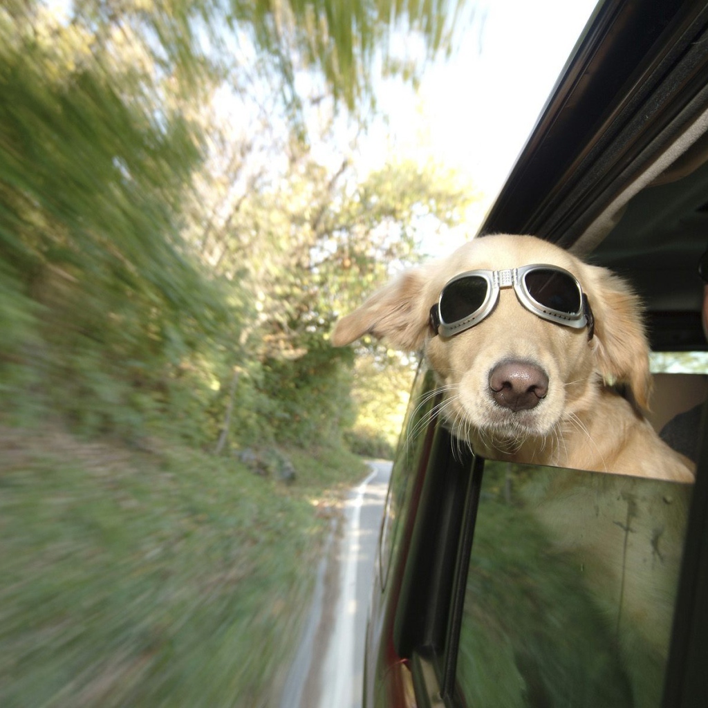 Любитель скорости