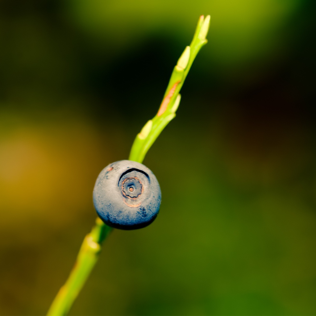 Ягода черника