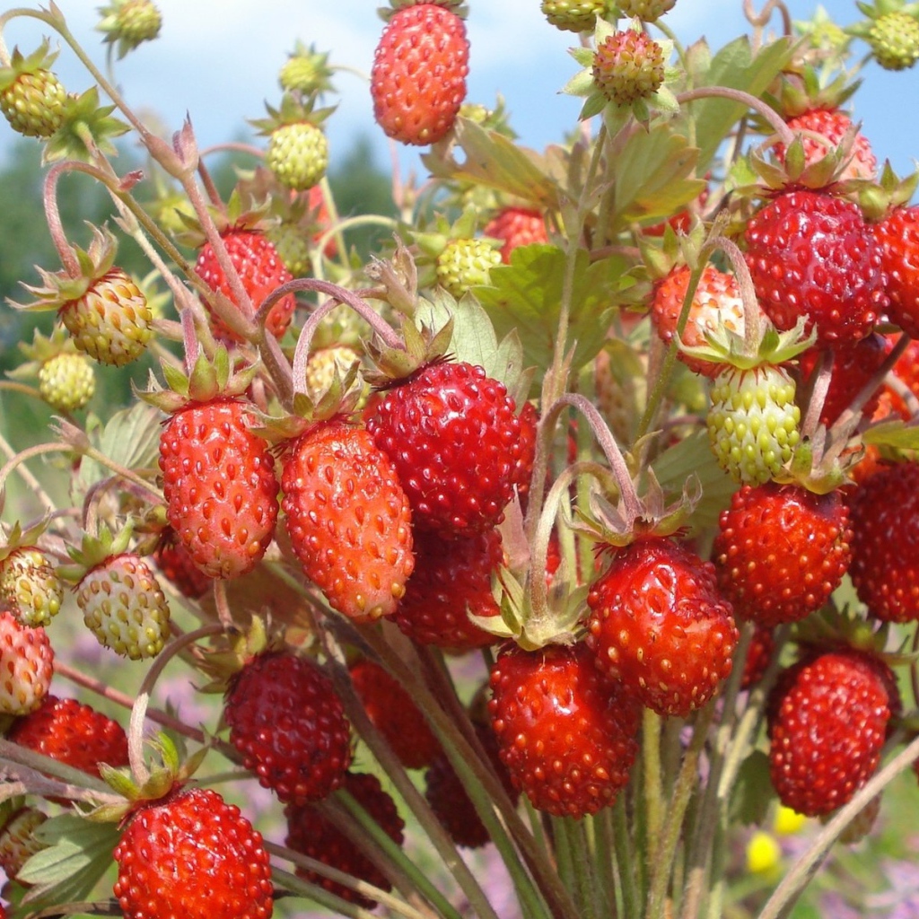 Пучок земляники