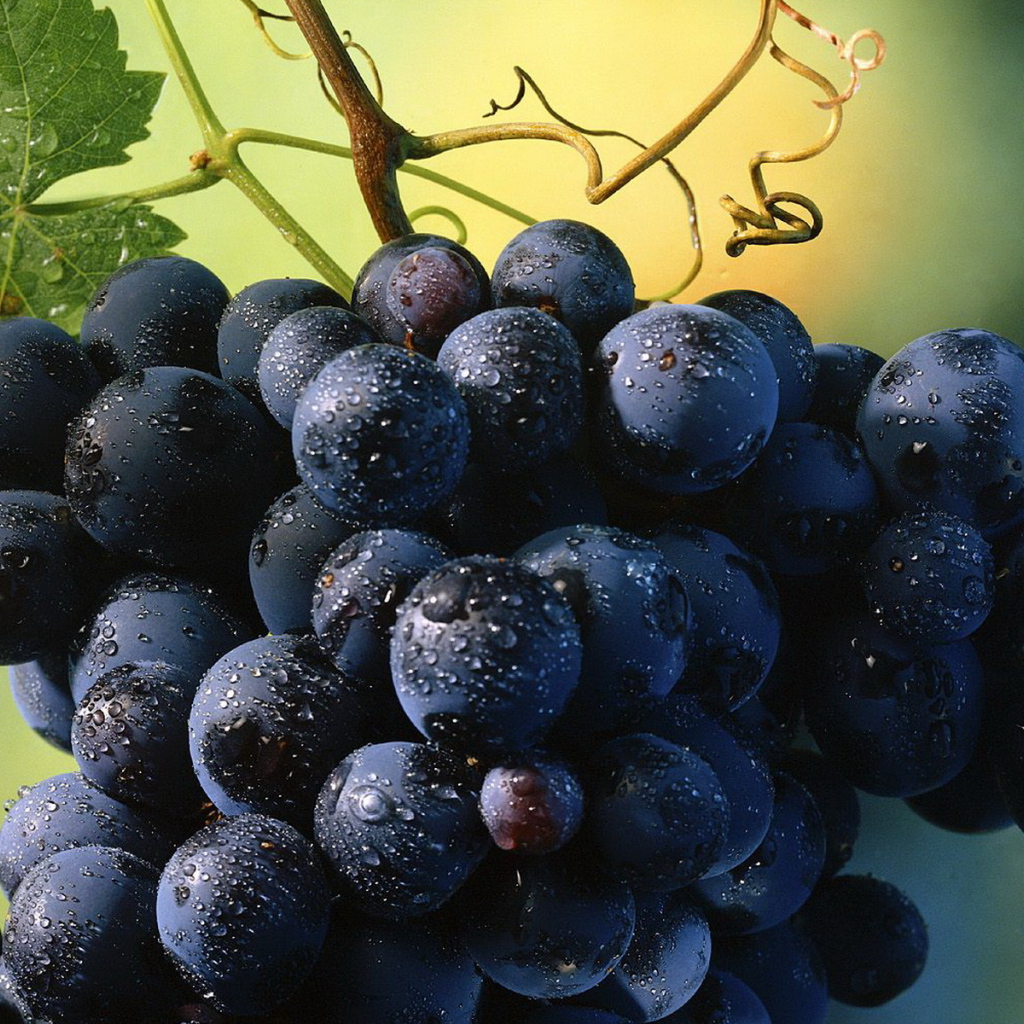 Виноград