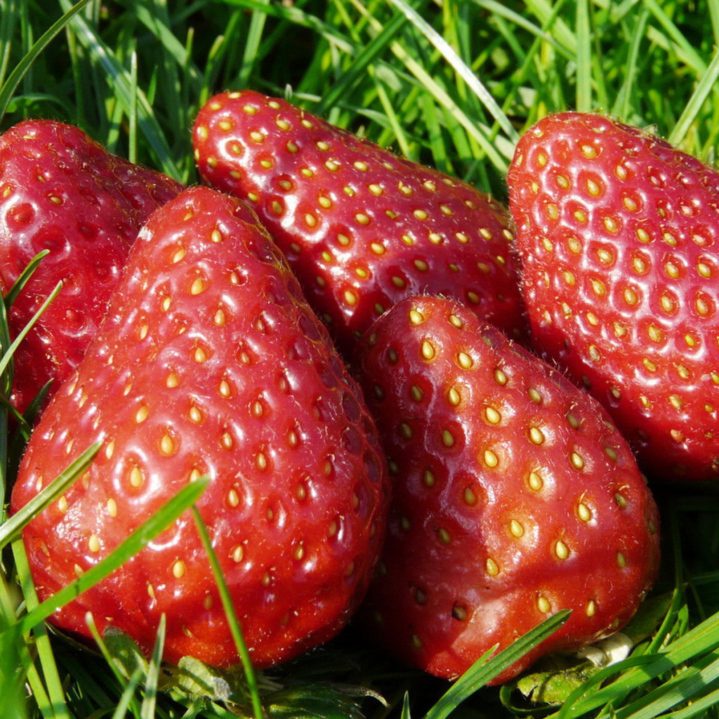 Спелая клубника