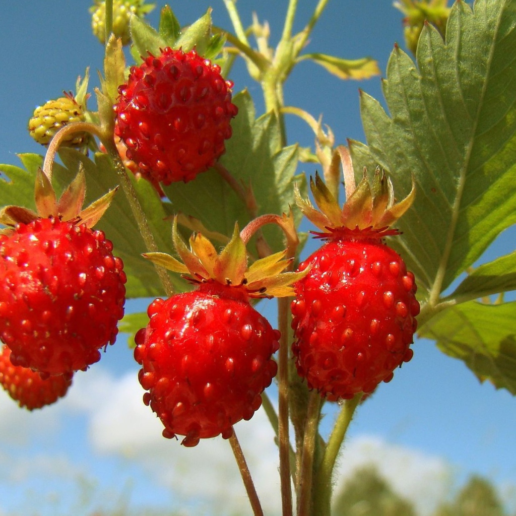 Земляничка