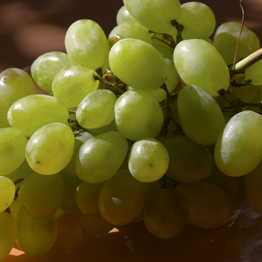 Виноградная лоза